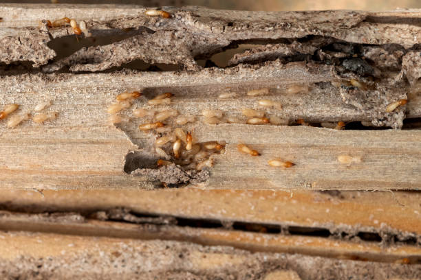 Best Pest Removal Services  in Monrovia, IN